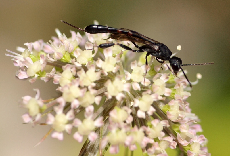 Ichneumonidae? No, Gasteruptiidae